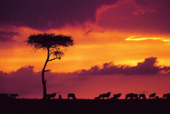 Maasai Mara at sunset