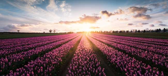 norfolk tulip fields