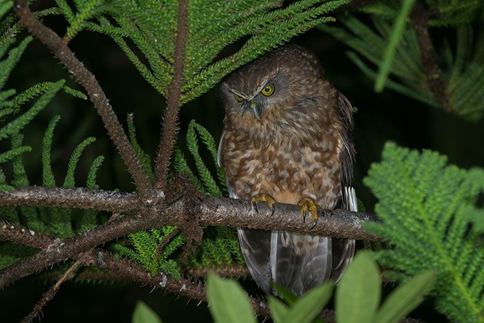 morepork owl adult