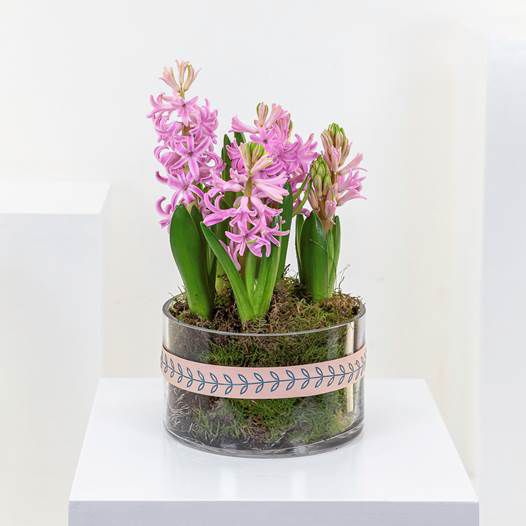 hyacinth planter