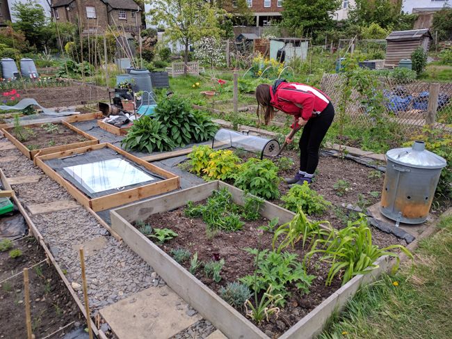 young woman wearing a red jacket working on an allotment