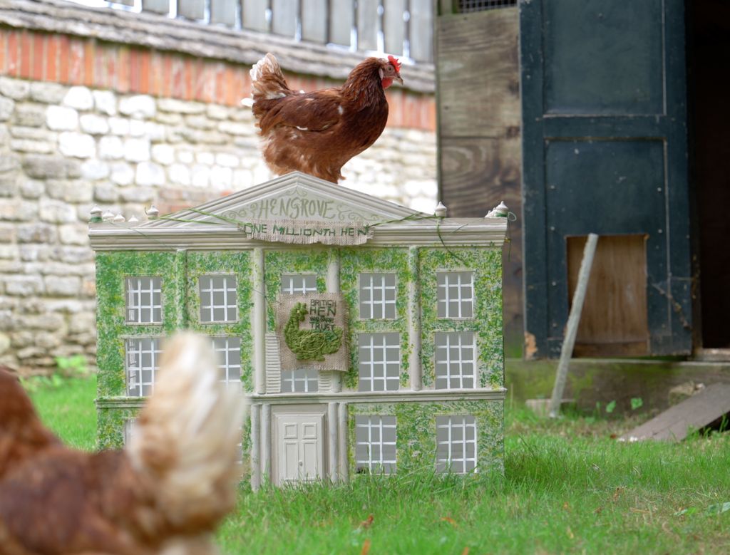 Henrietta the chicken in her new home at Highgrove