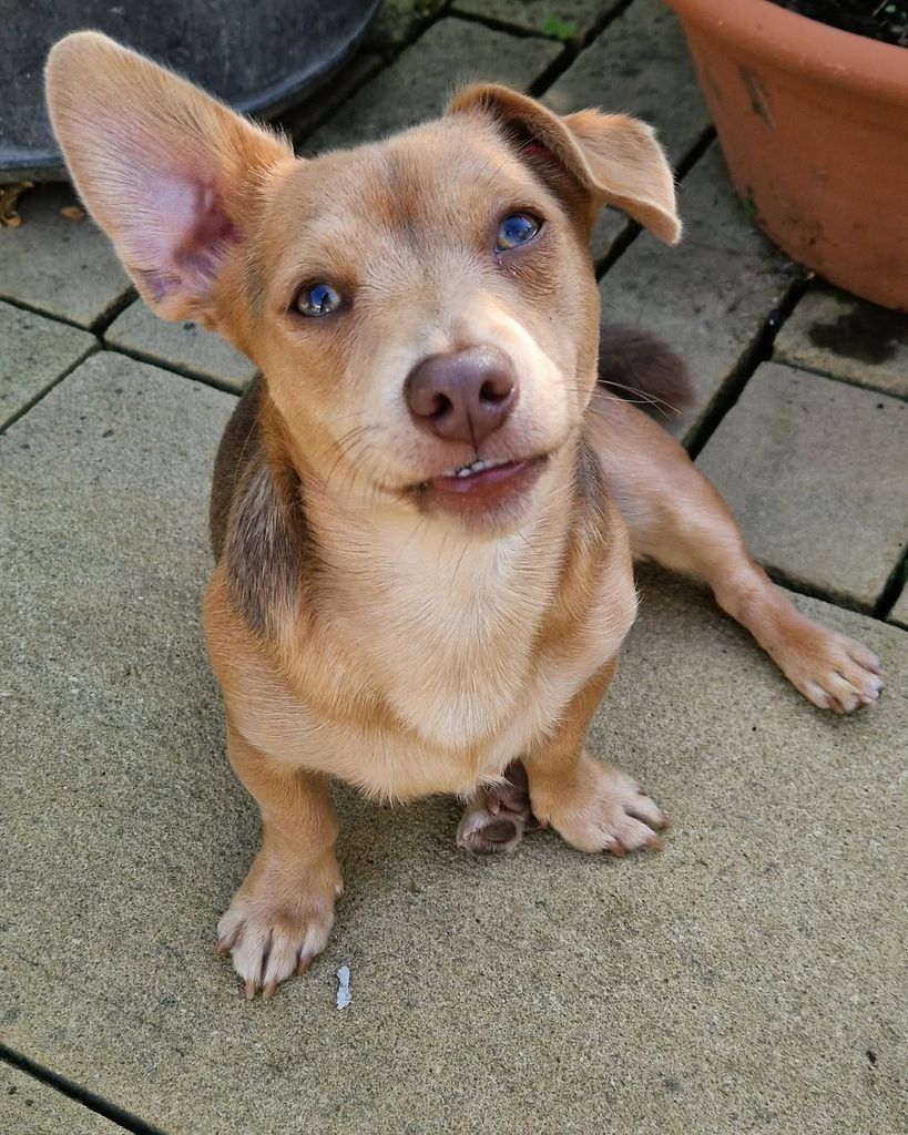 Adam Frost's dog, Buster