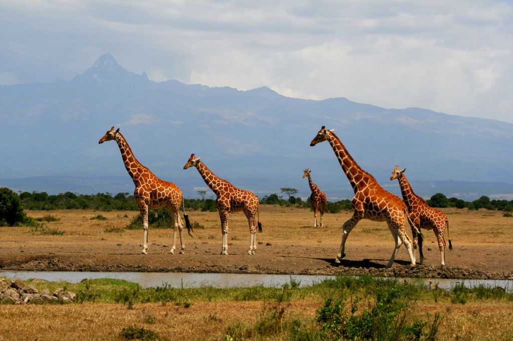 Giraffes around waterhole with Mount Kenya in background