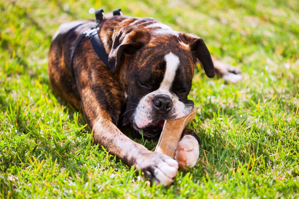 Boxer dog laying at the grass chewing his bone.