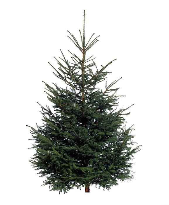IKEA Christmas tree product image a   Copy