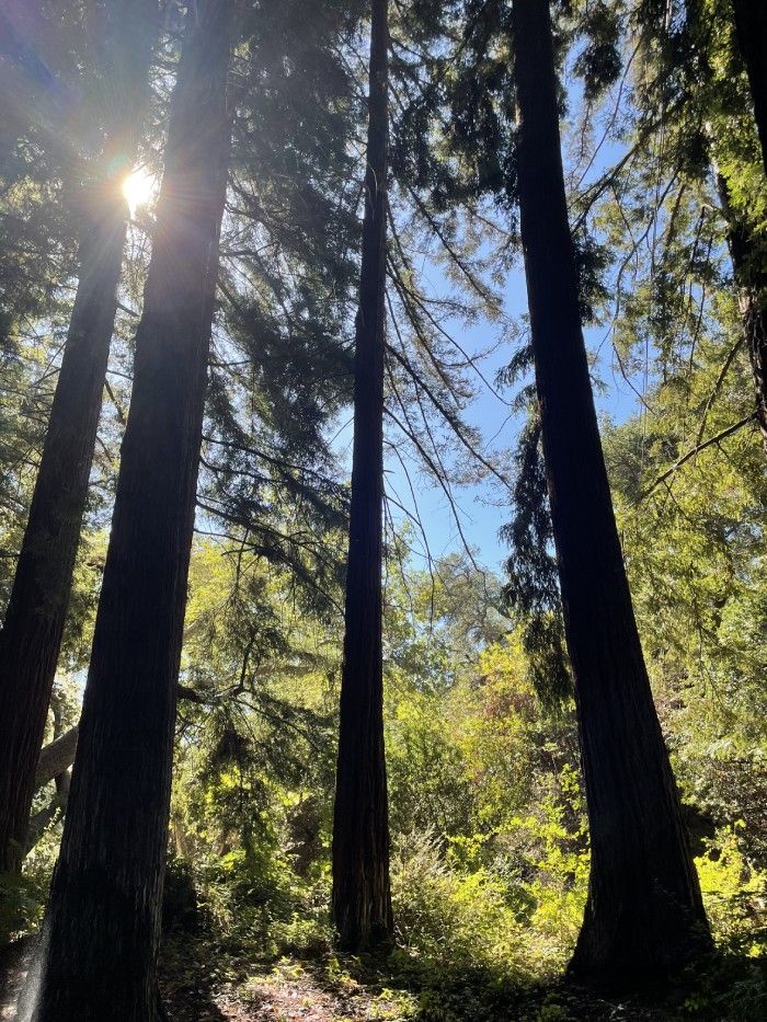 redwood trees santa barbara