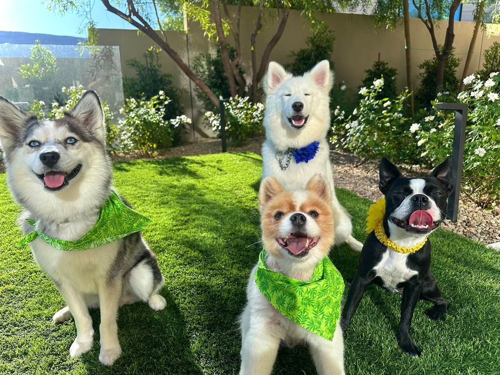 Mark Wahlberg's family dogs Champ, JoJo, Lola and Penny in. aphoto shared on Facebook