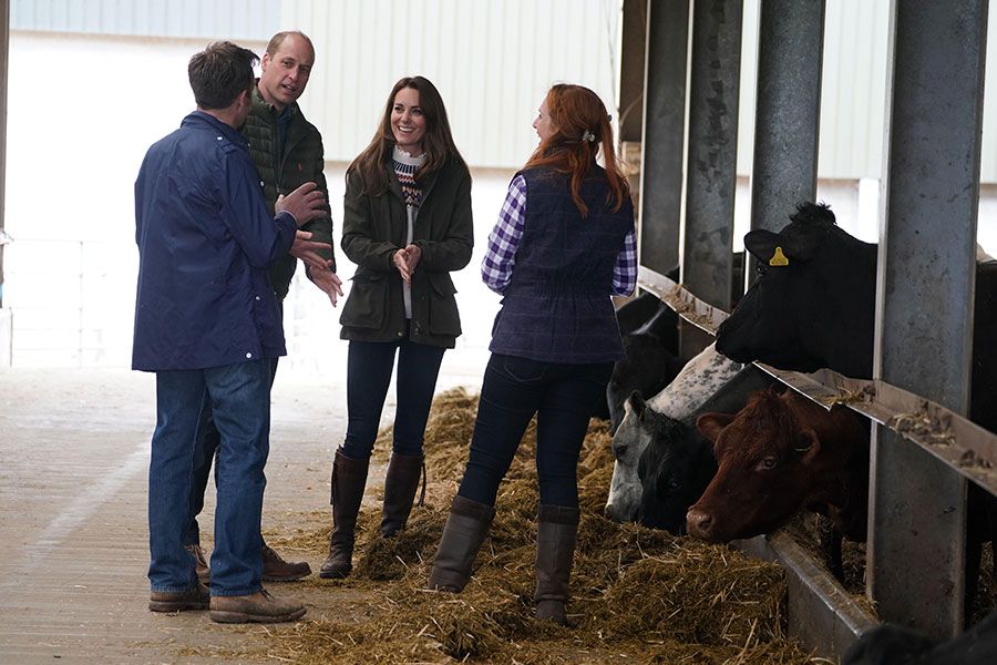 kate william and cows