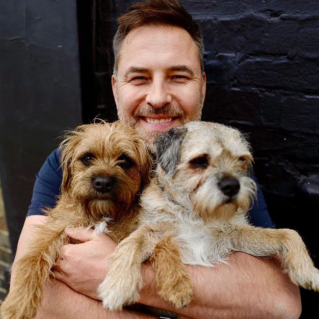 david walliams and his dogs