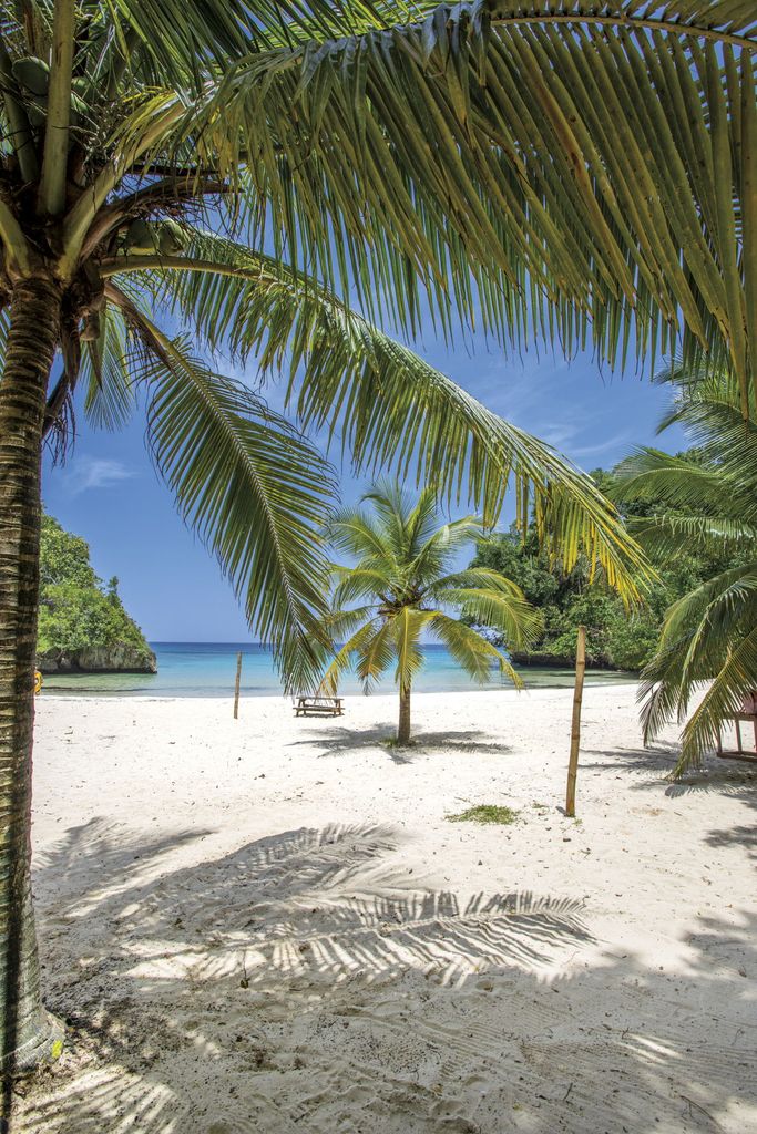Palm trees on beach in Jamaica