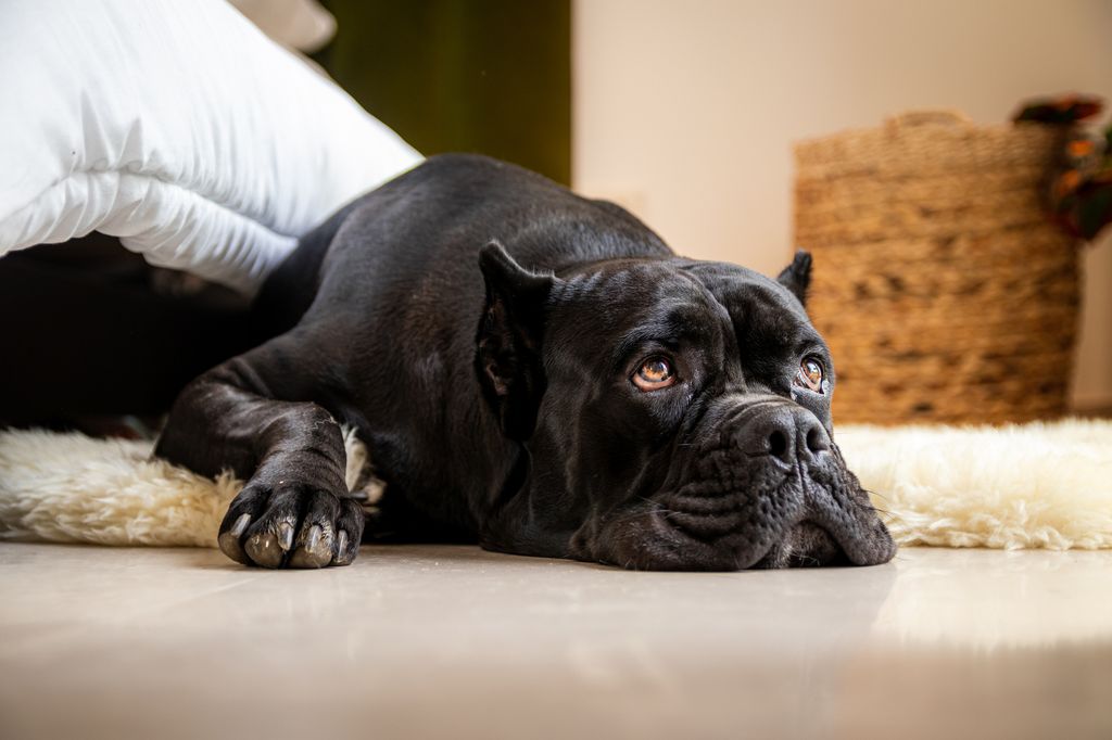 Happy dog resting