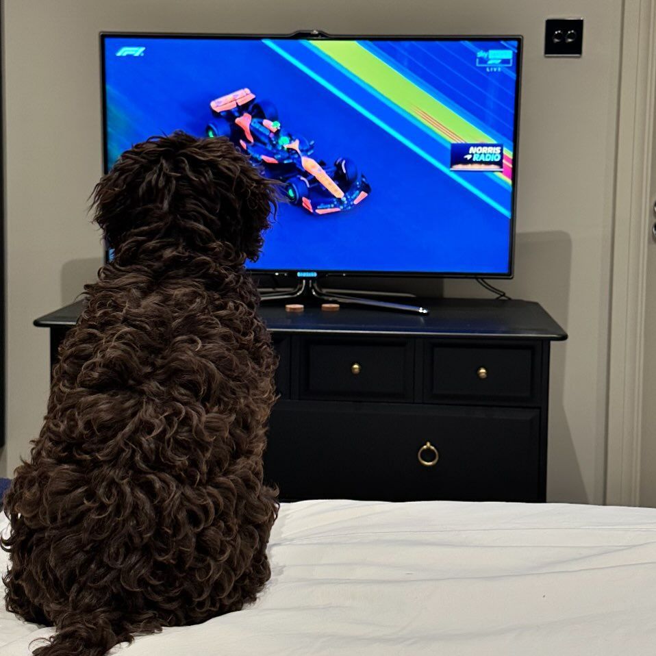 dog watching tv on bed 