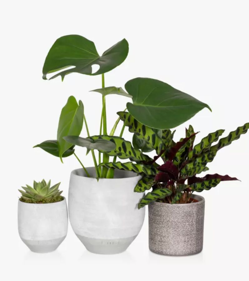 Plants starter kit