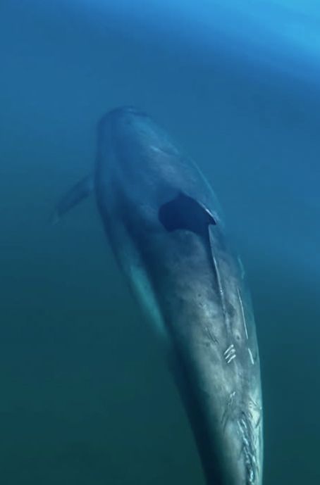 A dolphin swimming