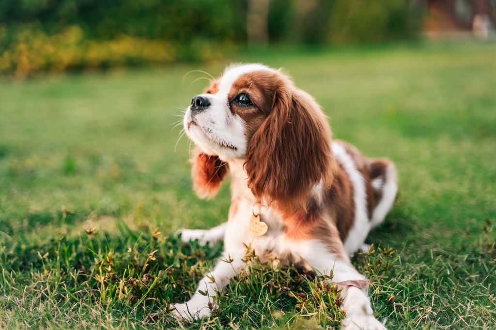 Portrait of king charles spaniel puppy on green grass background 