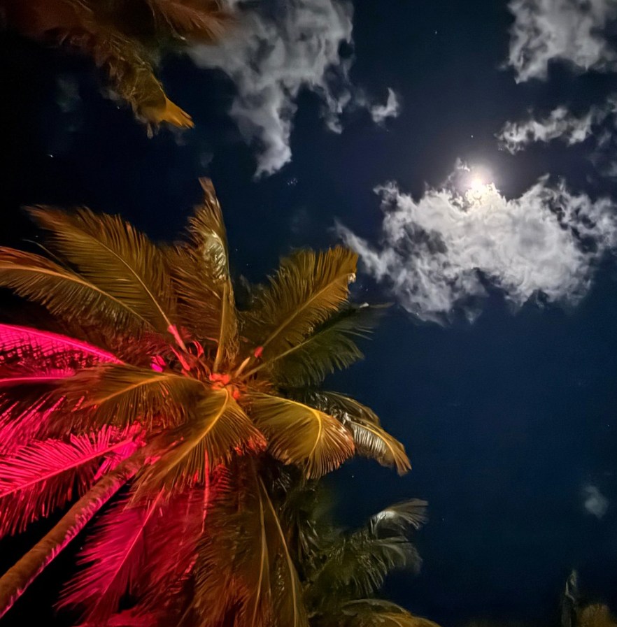 A photo of a palm tree and a full moon