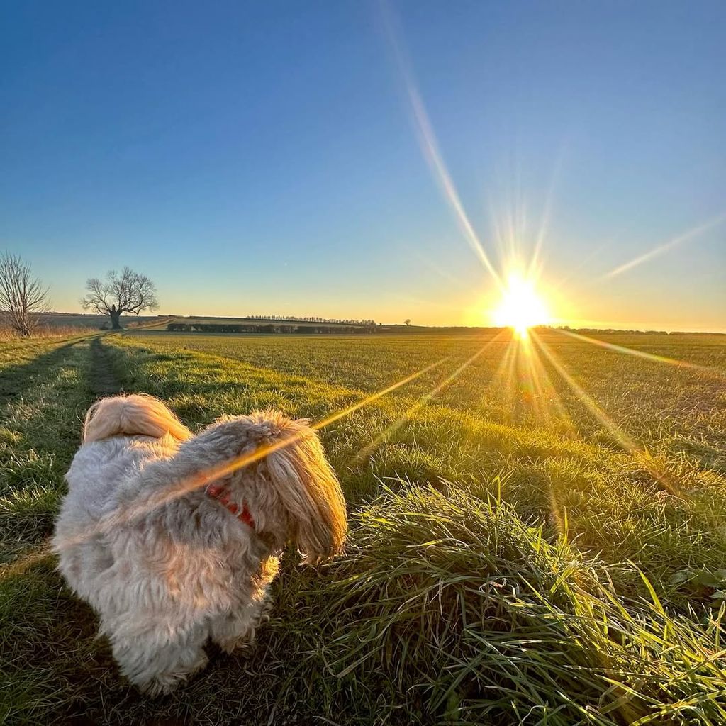 Photo of James Martin's dog walking along the grass with field and sunset forming the backdrop