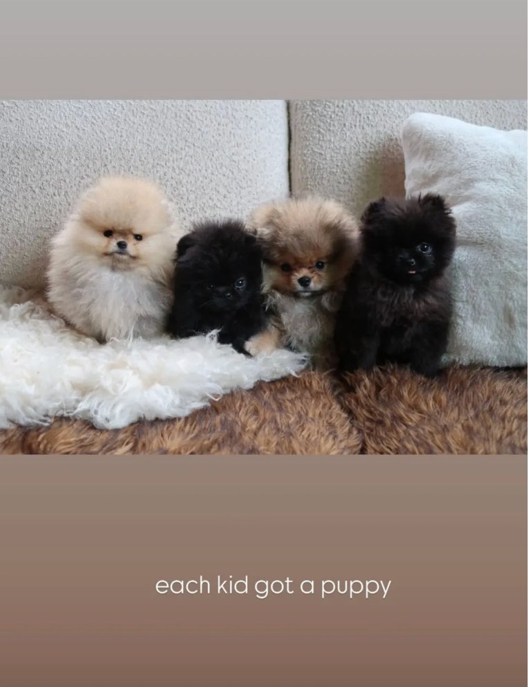 Kim Kardashian's Pomeranian puppies