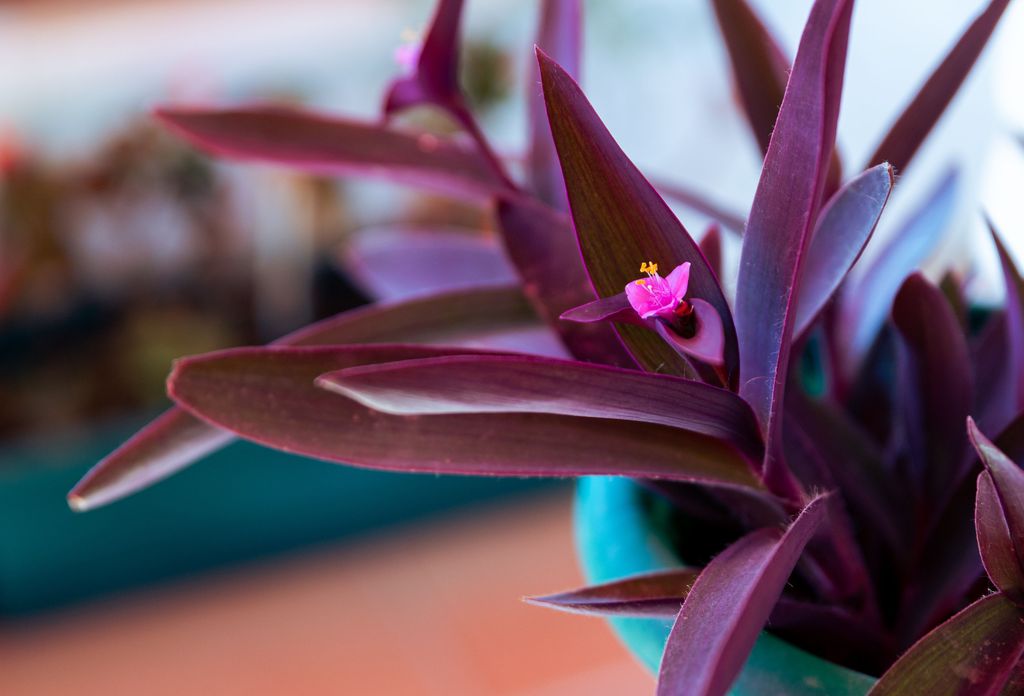 Tradescantia pallida purple queen in pot.