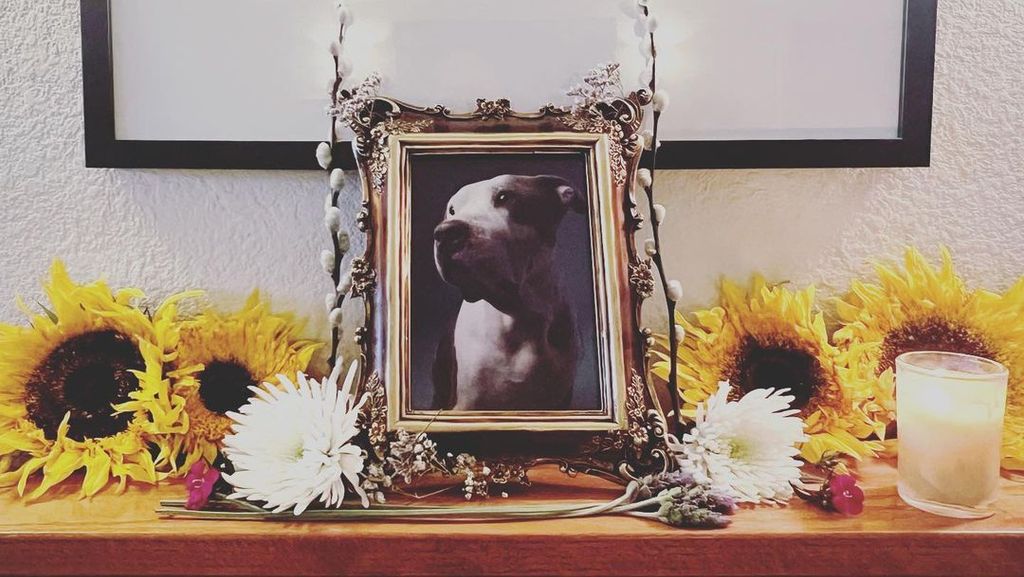 Melissa O’Neil's dog Hercules died 