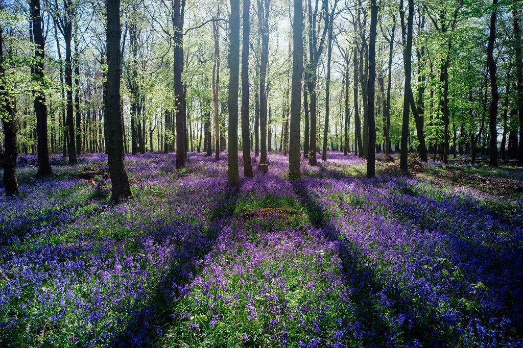 Ashridge Estate - Bluebell woods
