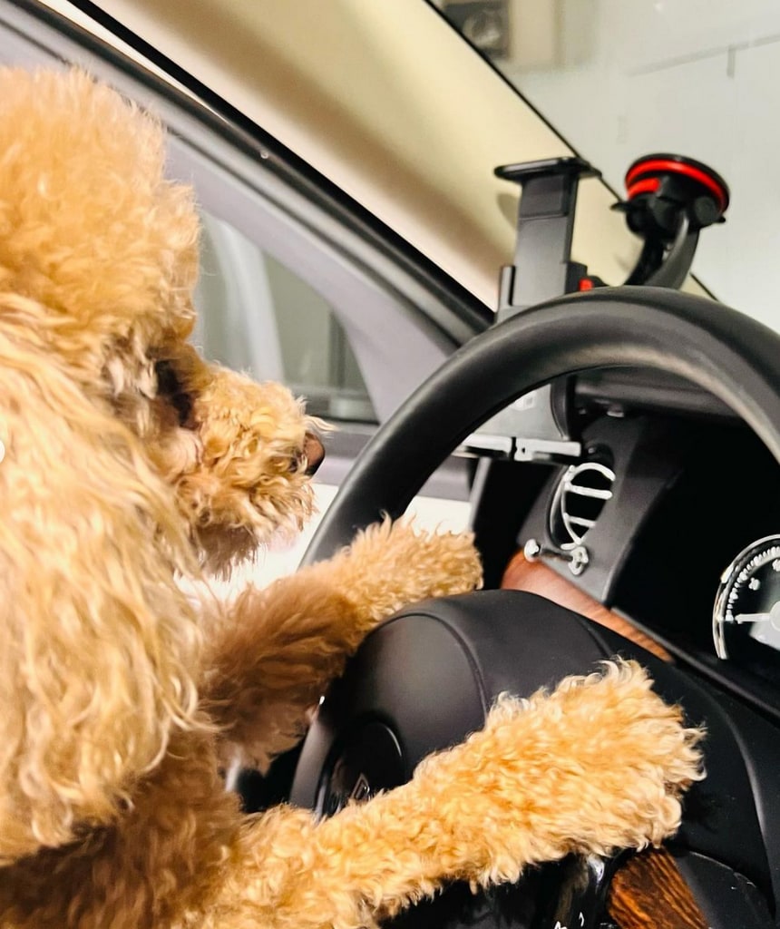 Photo shared by Nicole Kidman on Instagram August 2023 of her dog Julian, a red toy poodle, with his paws up on the wheel of the actress' Rolls-Royce.