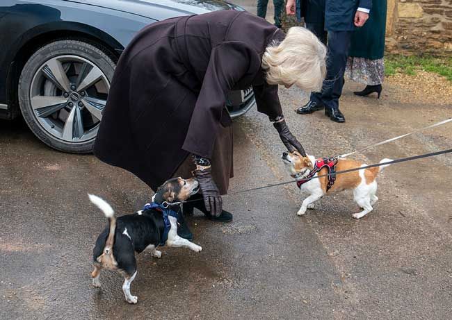 Queen Consort Camilla greets dogs in Lacock
