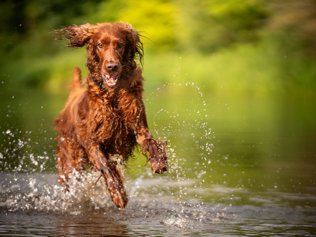 A happy Irish Setter runs in the river. Outdoor photo.