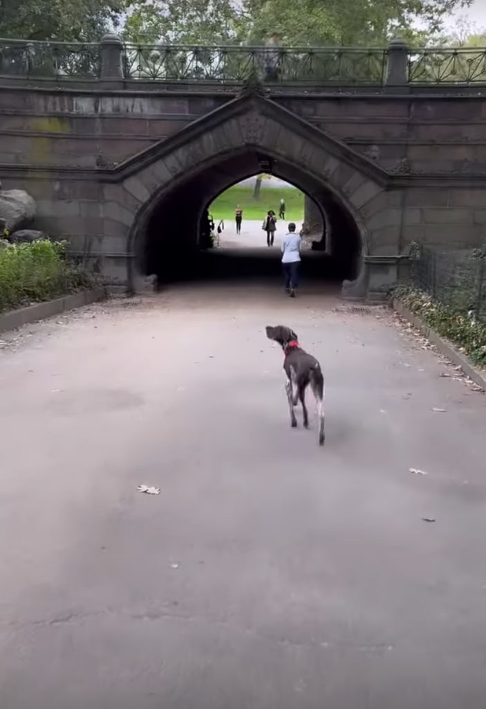 Clip of a video shared by David Muir on Instagram October 15 2023 where his dog Axel is waling around Central Park in New York City