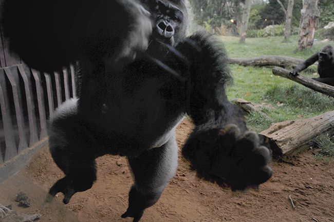 Kumbuka the gorilla escapes from London Zoo