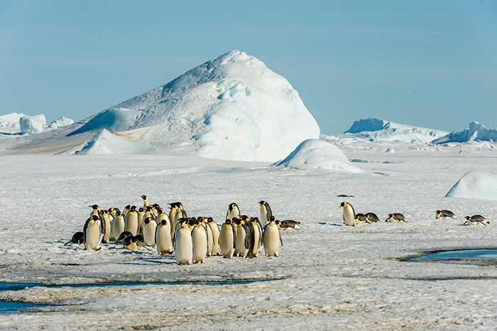 penguins antarctic