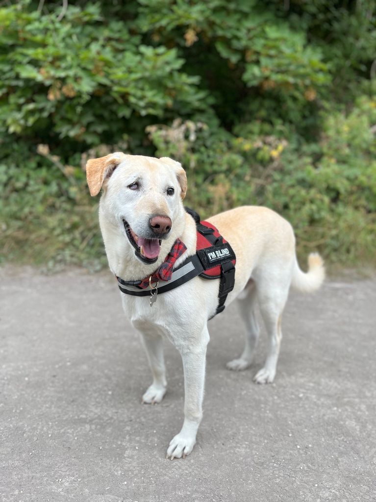 labrador outside