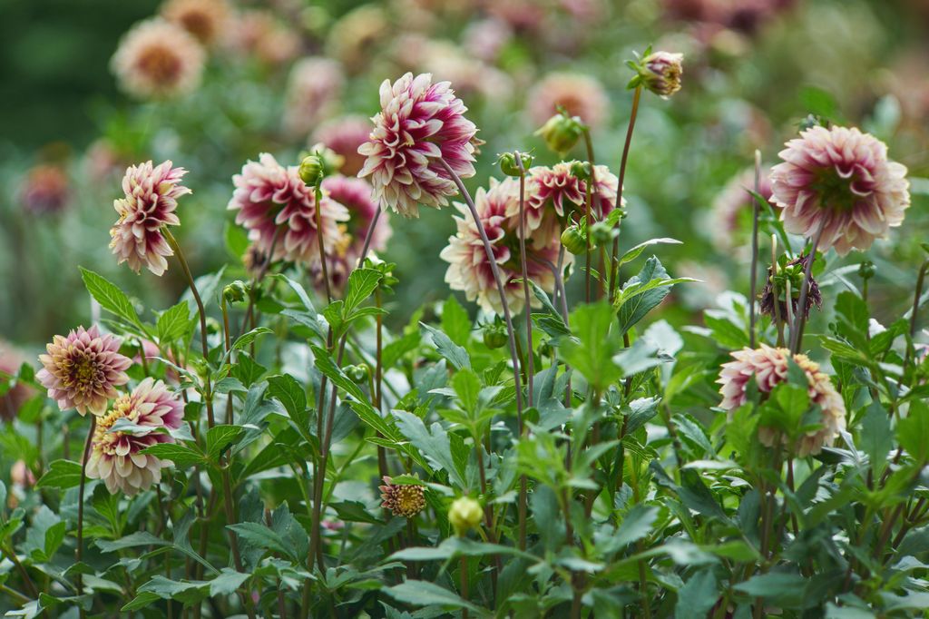 Dahlias are a delicate addition to your flowerbeds