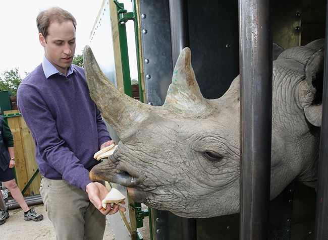 prince william rhino