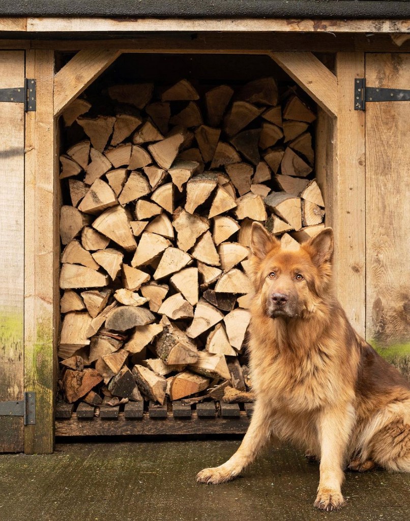 russell brand's dog in front of log store