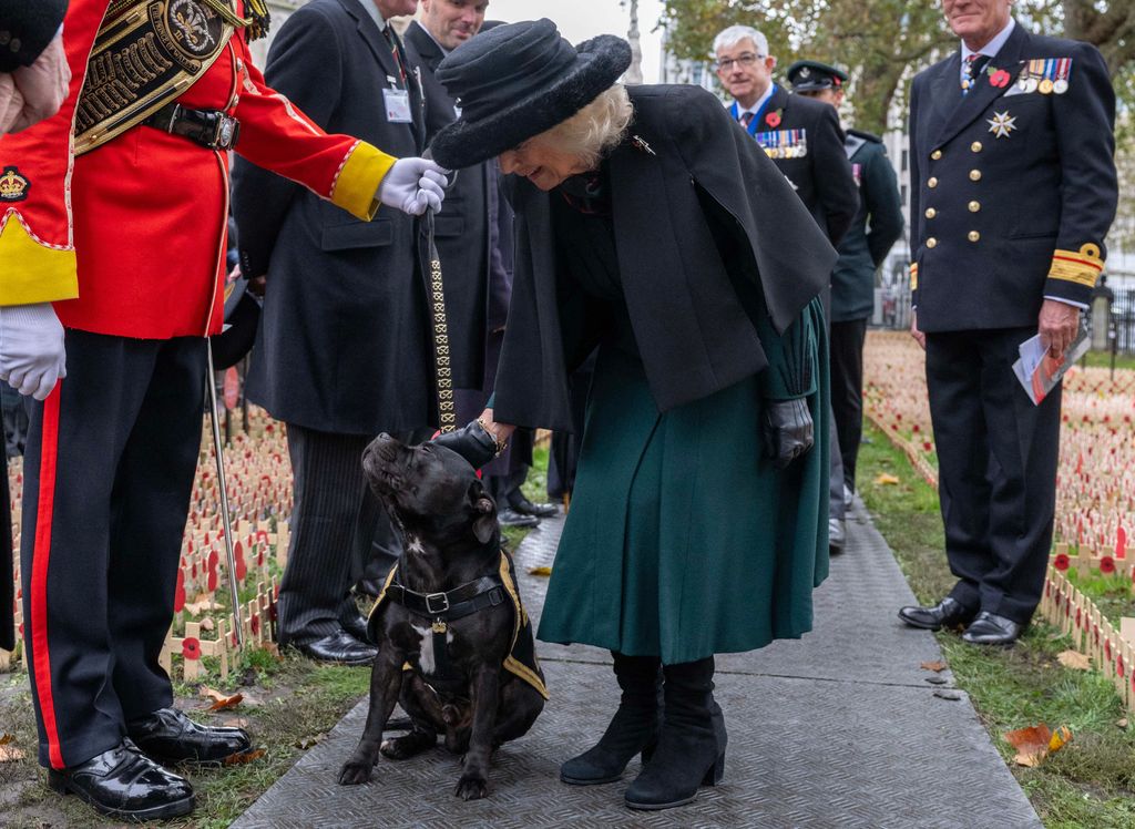 Queen Camilla pats a dog at the Field of Remembrance