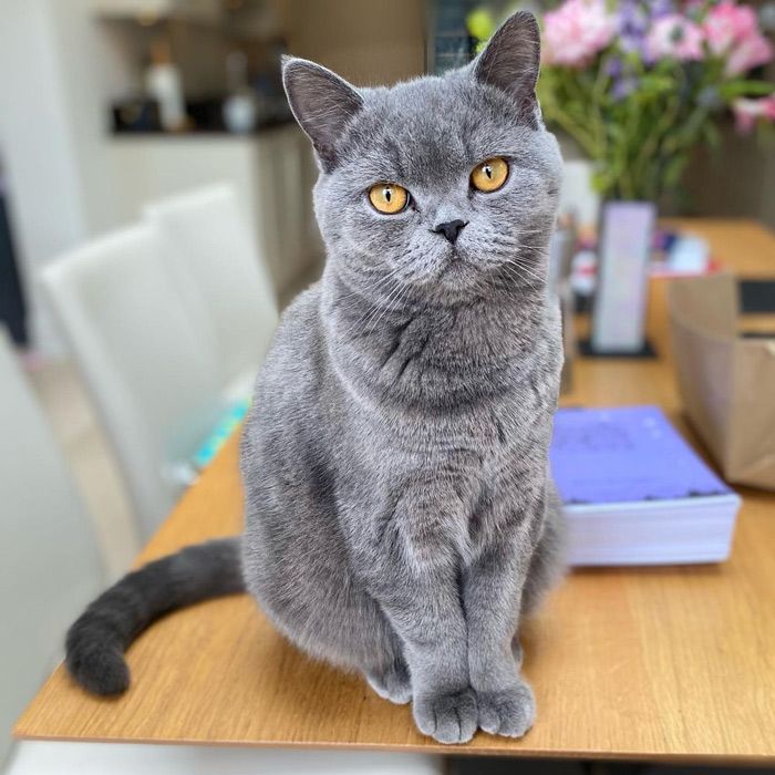 Clare Balding's Luxe Home With Wife Alice Arnold And Adorable Cats 