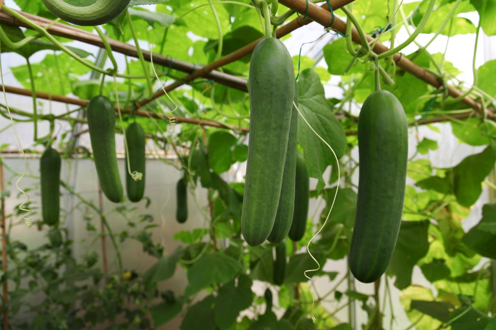 Petite serre avec des concombres en croissance