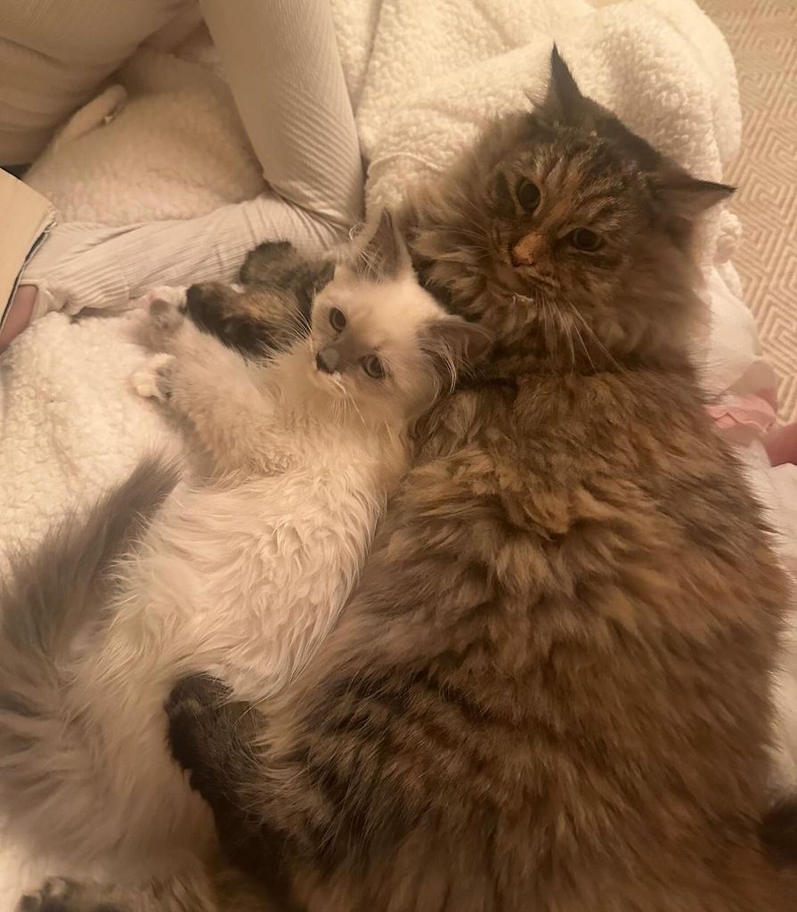 Jenna Bush Hager's cat Holly with their other cat Mango 