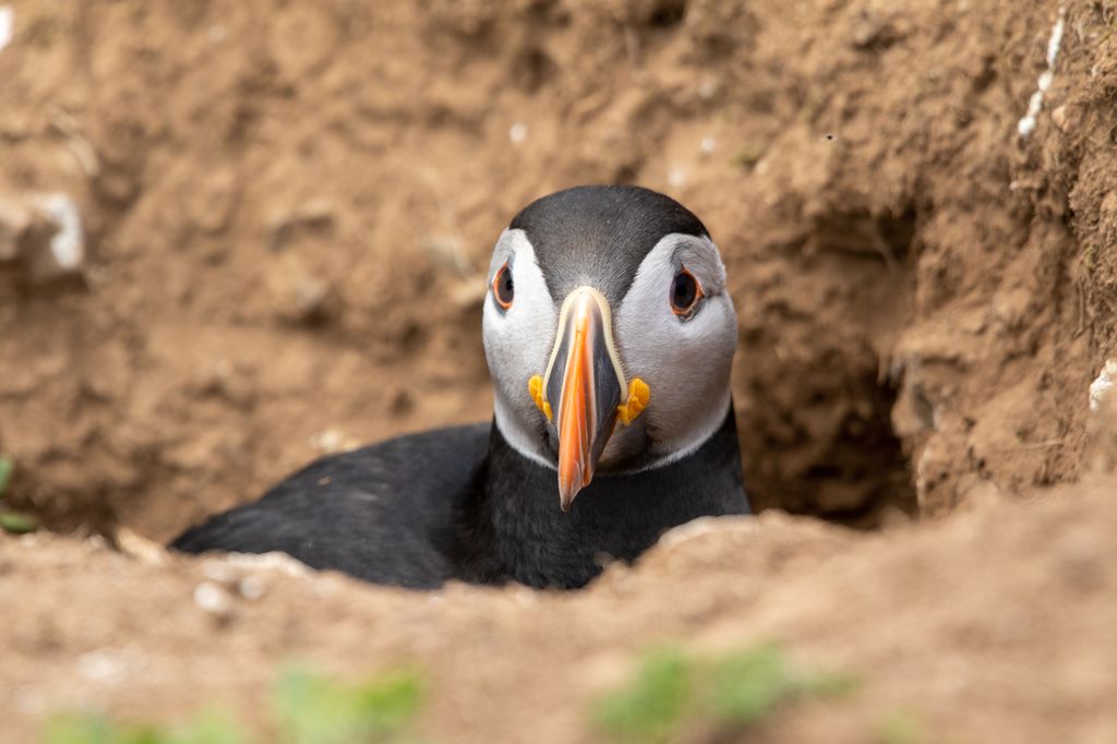 A curious puffin in its burrow