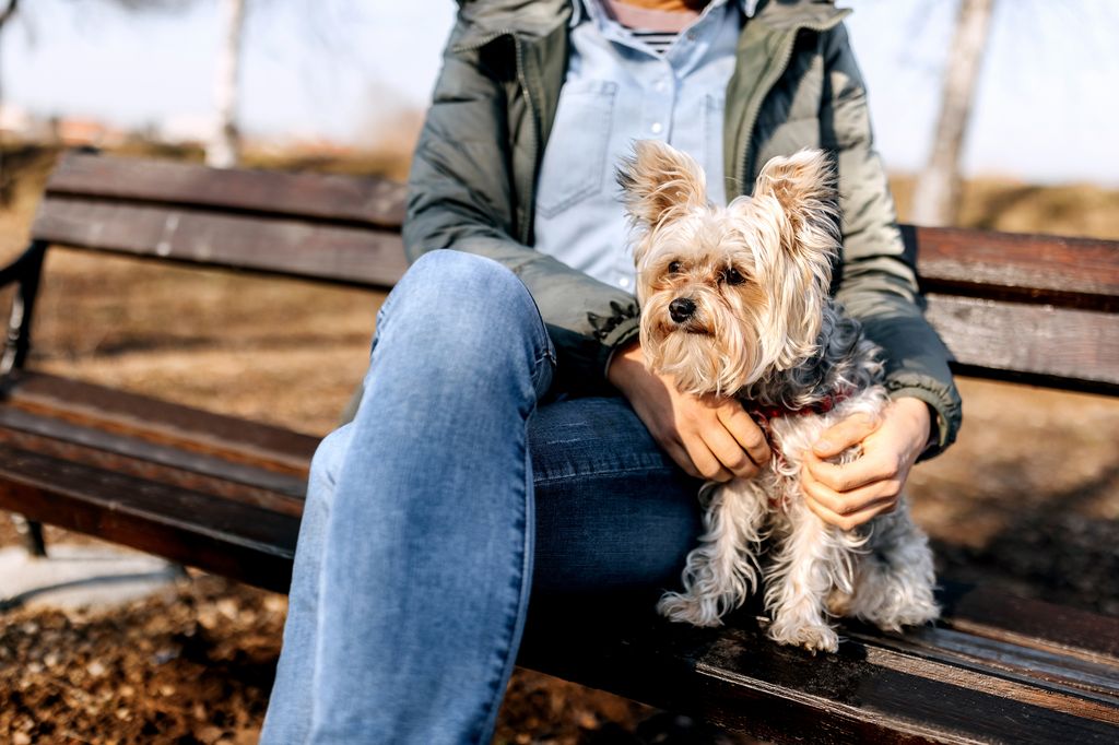Cute little dog being hugged by his owner on park bench
