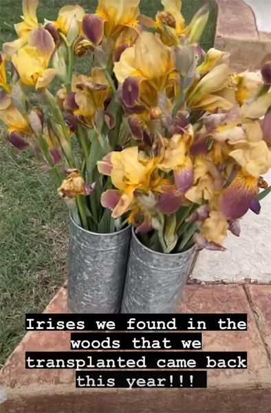 gwen stefani irises