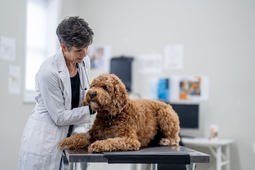 A female veterinarian, works with a large mix breed dog on her examination table as she preforms a check up.  She is dressed professionally and the dog is laying calmly on the table.