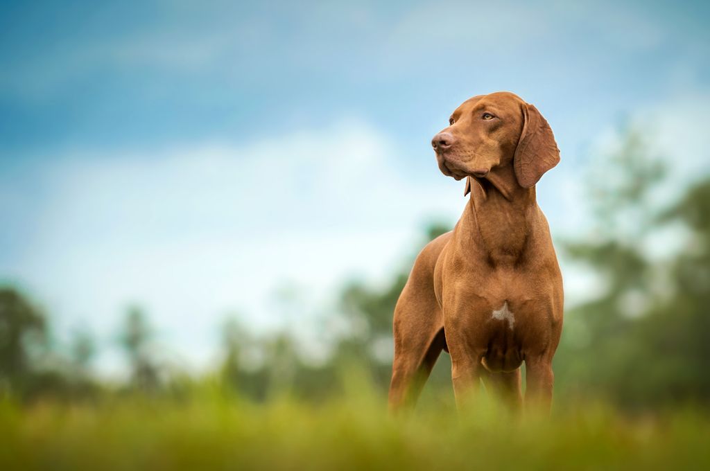 A beautiful Vizsla dog stands in grass and looks to the side.