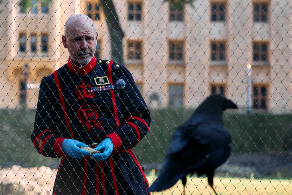 The ravens are legend at the Tower of London