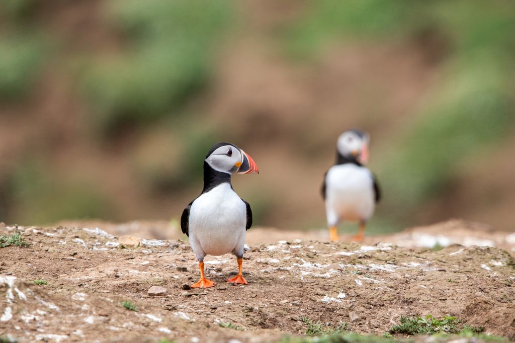 There are more than 42 000 puffins on the island.