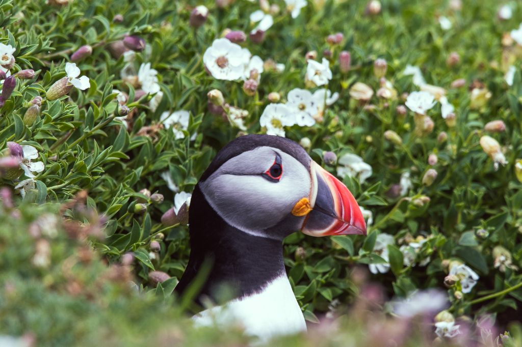 Late Spring and early Summer are the best times to see puffins on Skomer Island.