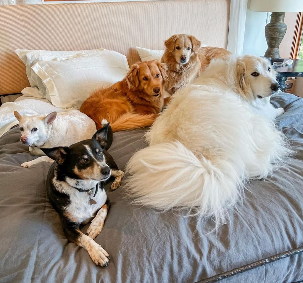 Photo shared by Hilary Swank on Instagram June 28 of her five dogs relaxing on her bed.