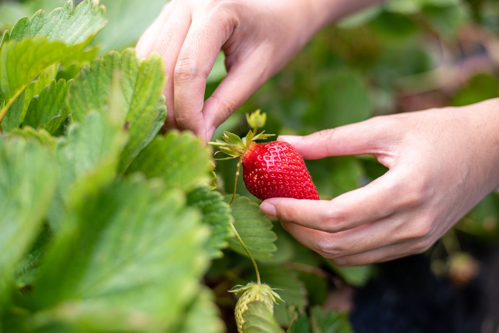 Hands harvesting red fresh ripe organic strawberry